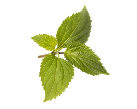 mint leaves isolated 11155341 PNG