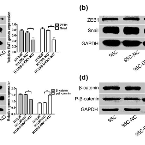 Dkk Induced The Nuclear Localization Of Catenin A And B Cells