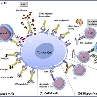 Pdf Targeted Therapies In Hematological Malignancies Using