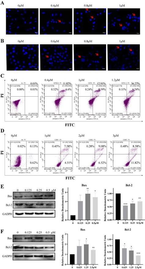 Sanguinarine Induced Apoptosis In H1975 And H1299 Cells A And B