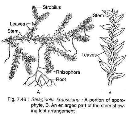 Selaginella Liberal Dictionary