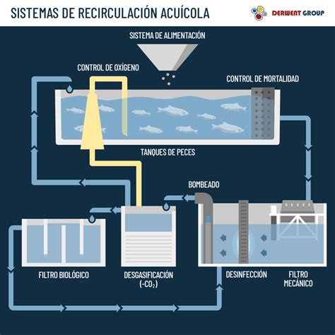 Beneficios Del Sistema De Recirculación Acuícola Grupo Derwent