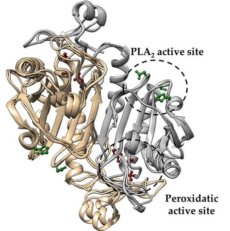 Superposition Of The Predicted Structures Of Prdx6 From T Aestivum A Download Scientific