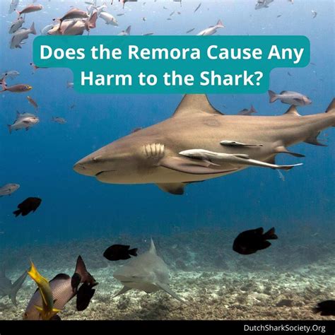 The Remoras And Sharks Relationship Explained Dutch Shark Society
