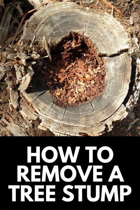 How To Burn A Tree Stump Method And Precautions Artofit