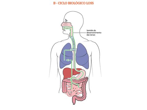 Ascaris Lumbricoides Ciclo De Loos