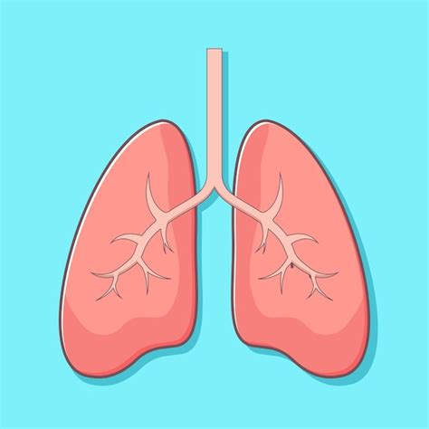 Premium Vector Cute Human Lungs Cartoon Illustration Icon Concept