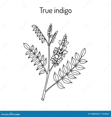 True Indigo Indigofera Tinctoria , Medicinal Plant Stock Vector ...