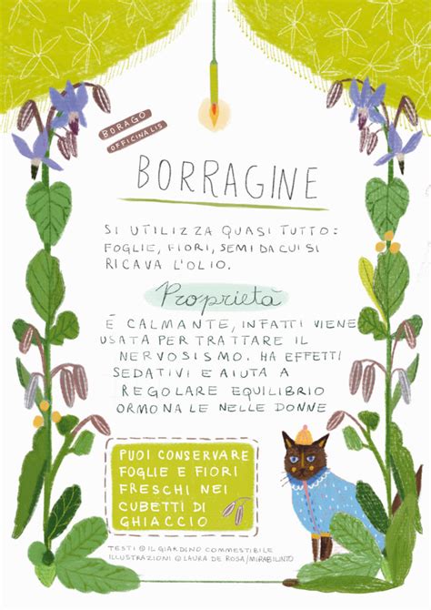 Borragine Il Giardino Commestibile