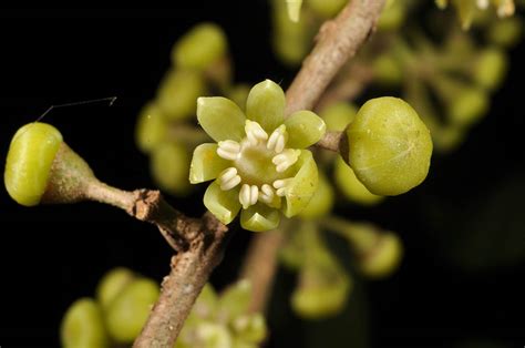 Heptapleurum Plant Araliaceae Image At Phytoimages Siu Edu