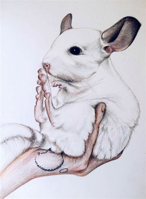 Chinchilla, Illustration, drawing, шиншилла, иллюстрация | Иллюстрации ...
