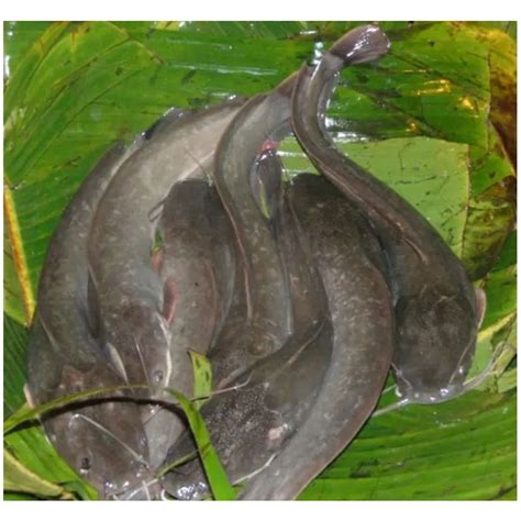 Jual Ikan Lele Fresh Segar 1Kg Air Tawar BERGARANSI Shopee Indonesia