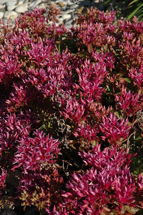 Dragon S Blood Stonecrop Sedum Spurium In Edmonton St Albert Sherwood