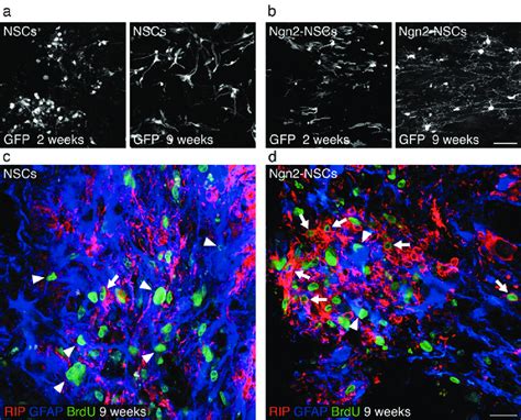 Histological Characterization Of Engrafted Nscs A Nscs Exhibit A