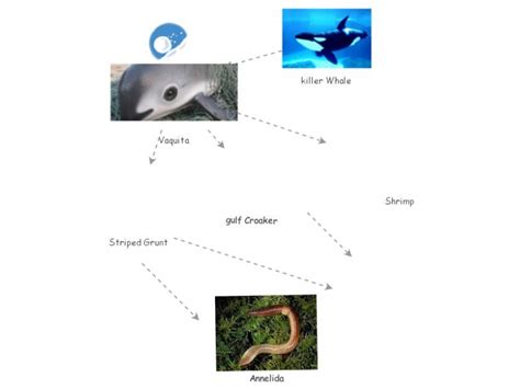 Clone Of Vaquita Food Web Insight Maker