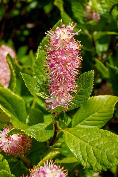 26 Gorgeous Pink Flowering Shrubs For Your Garden Diy And Crafts