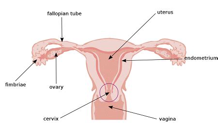 Pathway Of An Egg Ovulation Implantation Conception Video