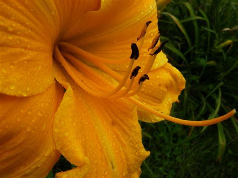 Daylily Marys Gold 19 Vermont Flower Farm