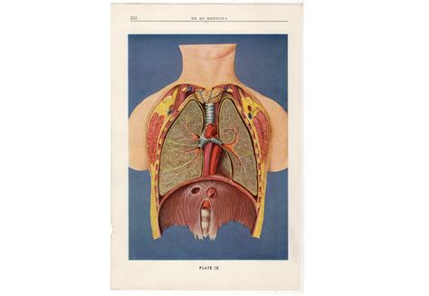 C Lungs Lithograph Original Vintage Print Human Etsy