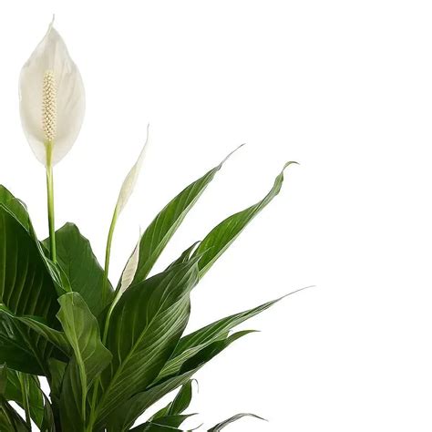 Spathiphyllum 'Pearl Cupido' - Dark Green Elegance