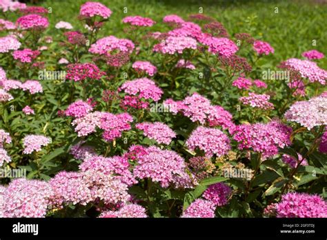 Spiraea bumalda pink flowers Stock Photo - Alamy