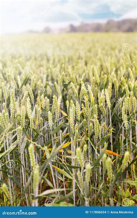 Green Spring Grains Wheat Ears On Field Of Rye Stock Photo Image Of