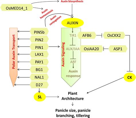 Frontiers Phytohormone Mediated Molecular Mechanisms Involving