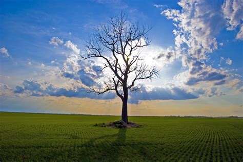 Naked Tree With Green Plants Around During Daytime Hd Wallpaper