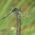 Leucorrhinia pectoralis Grosse Moosjungfer Zalotka większa Vážka