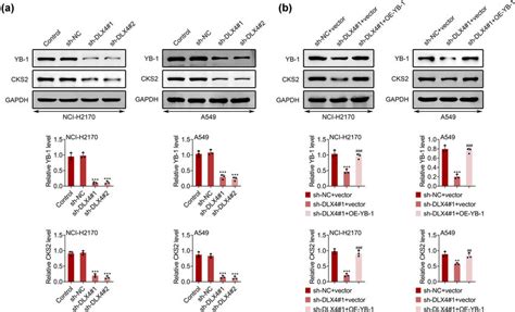 Dlx Depletion Suppressed The Expression Of Yb And Cks In Nsclc