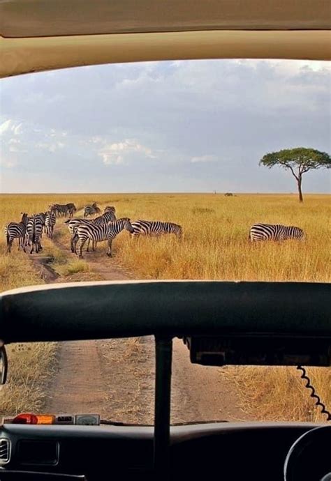 Book A Maasai Mara 3 Days 2 Nights Safari In Kenya Artofit