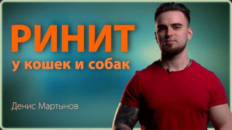 Ринит у кошек и собак - YouTube
