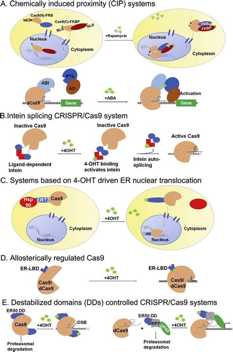 CRISPR Cas9 Systems Of Drug Induction At The Posttranslational Level