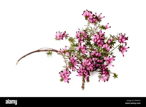 Purple Heather Branch Isolated On White Background Stock Photo Alamy
