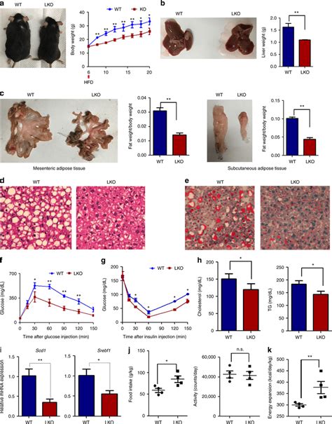 Hrd1 Inhibition Protects Mice From Hfd Induced Obesity And Fatty Liver