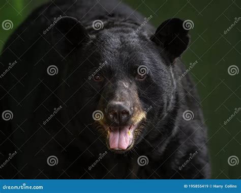 Black Bear Portrait In Autumn Stock Image Image Of Colorful Common