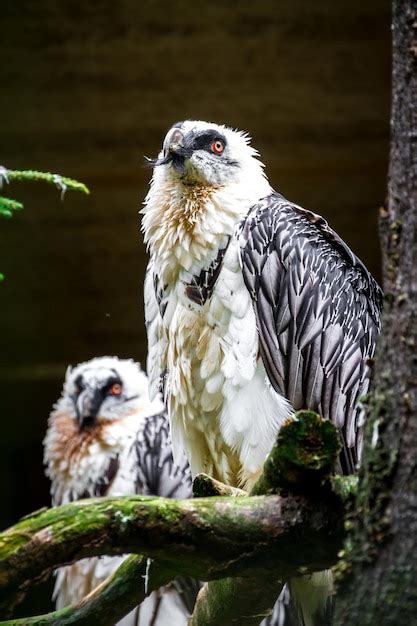 Premium Photo Bearded Vulture