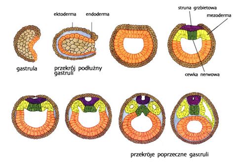 Gastrulacja Encyklopedia Pwn R D O Wiarygodnej I Rzetelnej Wiedzy