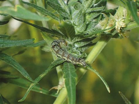 Corn Earworm On Hemp Entomology Today