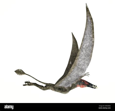 Dorygnathus Dinosaurios Voladores Foto Realistas Y Científicamente Correcta Representación