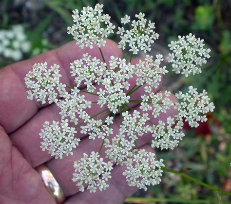 Door To Nature Is It Really Queen Annes Lace Door County Pulse