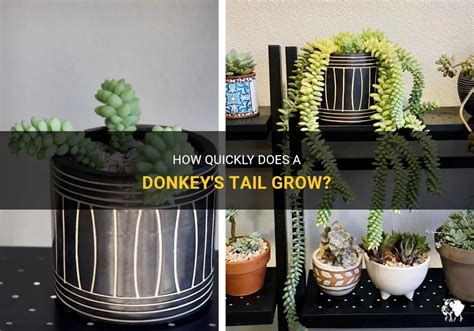 How Quickly Does A Donkeys Tail Grow Petshun