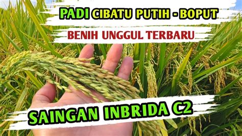 PADI CIBATU PUTIH BOPUT SAINGAN BERAT PADI INBRIDA C2 YouTube