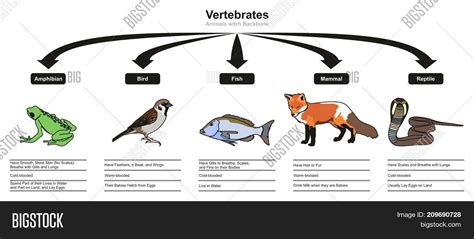 Vertebrates Image And Photo Free Trial Bigstock