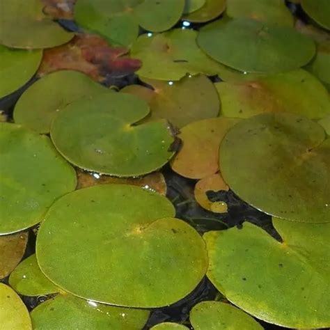 Frogbit Facts Care Planting Guide Hydrocharis Morsus Ranae Pond