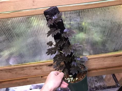 Solanum uleanum - KZT PLANTS STORE