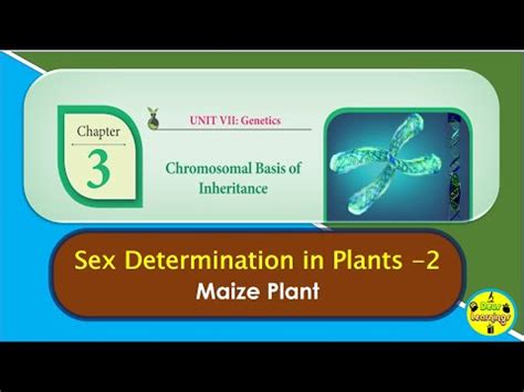 Sex Determination In Plants Maize Deus Learnings