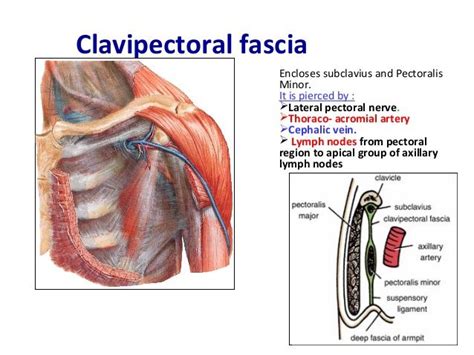 The anatomy of pectoral region | Anatomy, Pectoral muscles, Medical anatomy