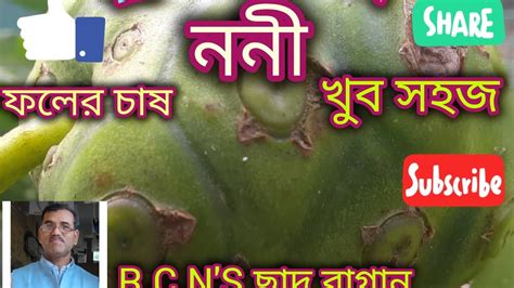 ছাদ বাগানে ননী ফলের চাষ খুব সহজ। Cultivation Of Noni Plants Is Very