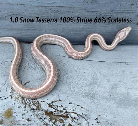 Snow Tesserra 100 Stripe 66 Scaleless Corn Snake By Prestige